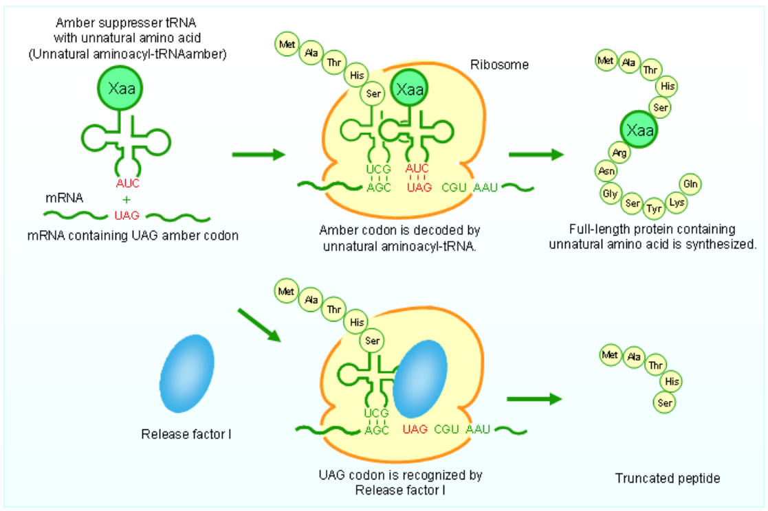  UAG amber codon. Principle of incorporation of unnatural amino acids.